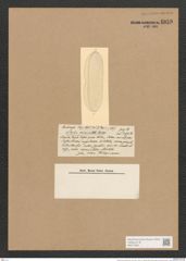 Nitzschia vermiculata Castr. (de-Toni-Nr.: Genus 47, Species 2052) Zeichnungen Sammlung Grunow Nr. 4059 (NHMW-BOT-W0371892)